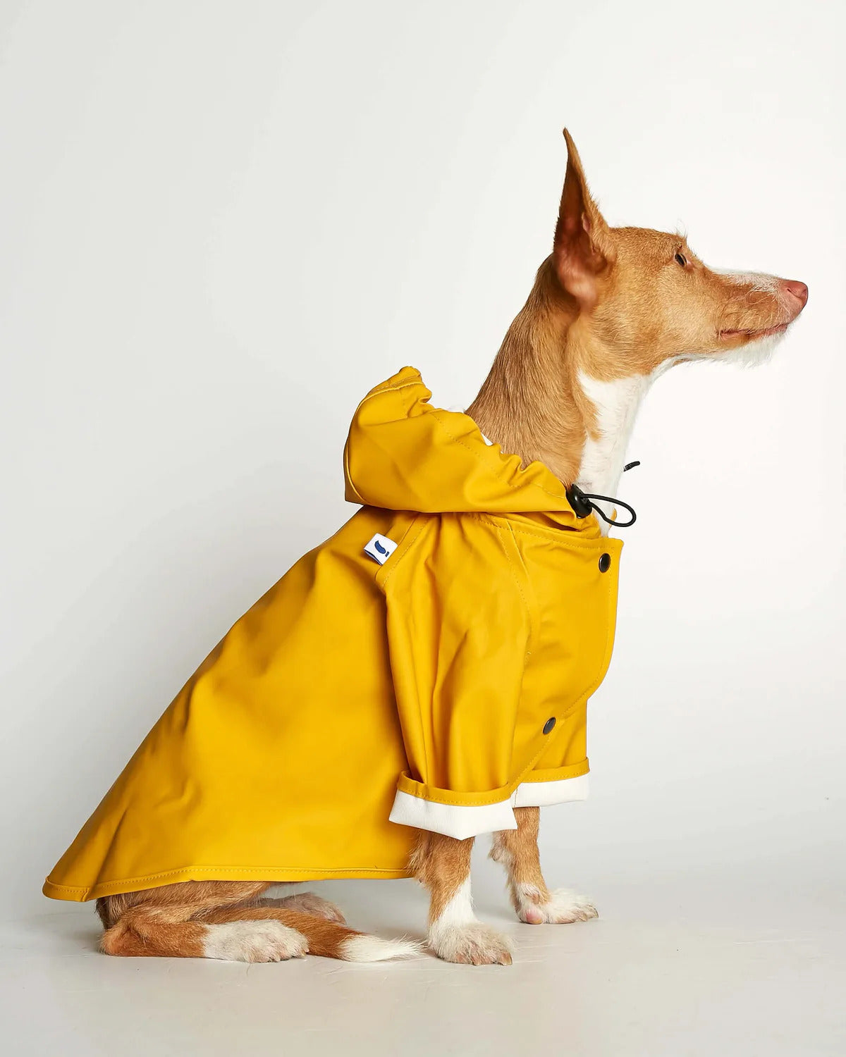 https://paws-up.shop/cdn/shop/products/LemonChromeJacket1_fbf2e08e-5002-4203-b7f4-f586d228670e_1800x1800.jpg