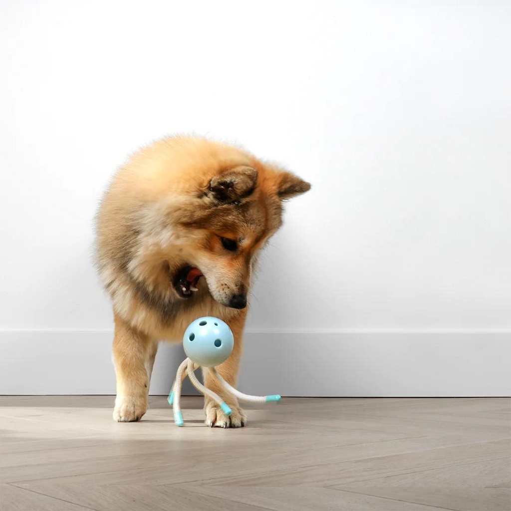 https://cdn.shopify.com/s/files/1/0684/6883/4571/files/PetitToys_PuppyToy_Milo_PAWSUP_PETSHOP_4.png?v=1760093468