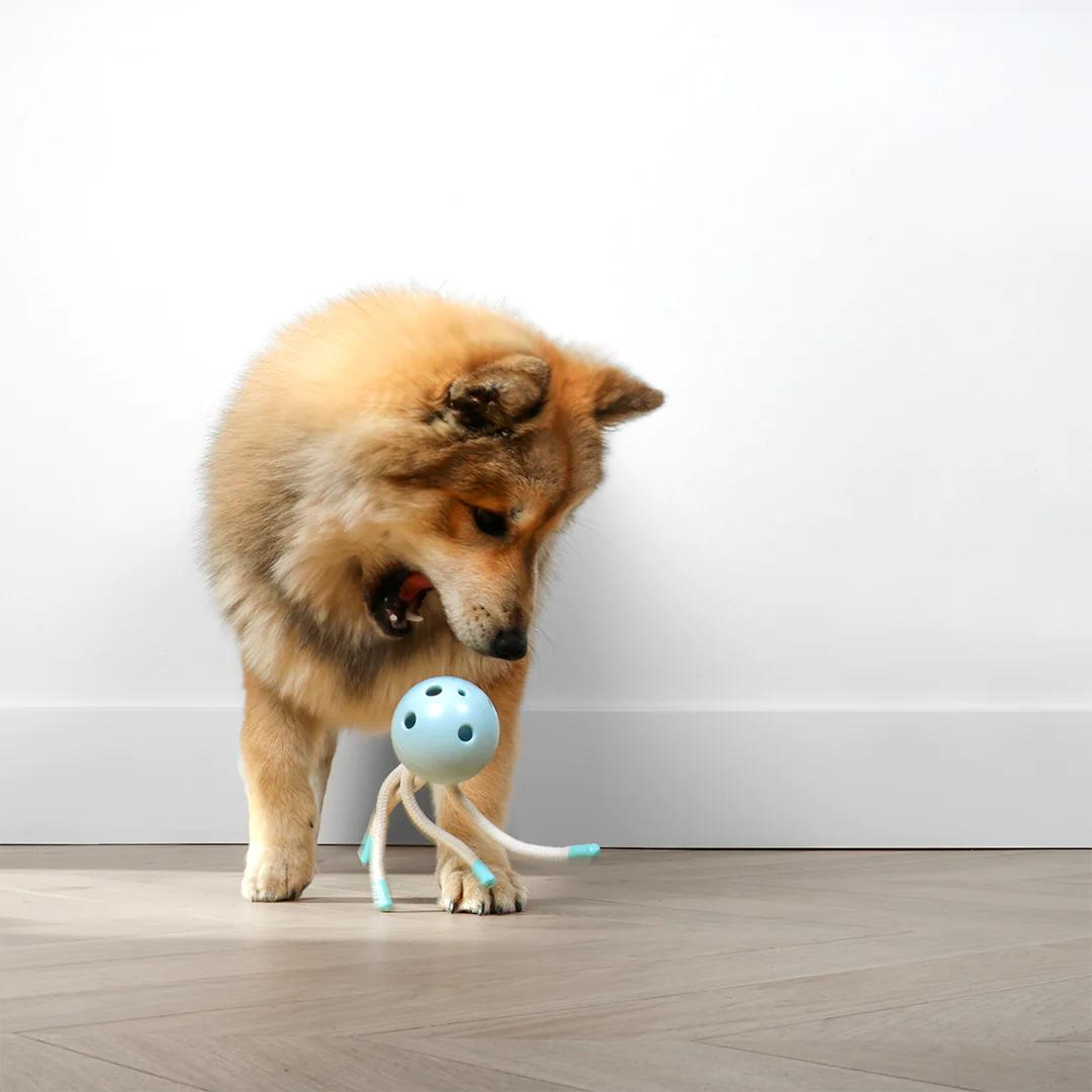 https://cdn.shopify.com/s/files/1/0684/6883/4571/files/PetitToys_PuppyToy_Milo_PAWSUP_PETSHOP_4.png?v=1760093468